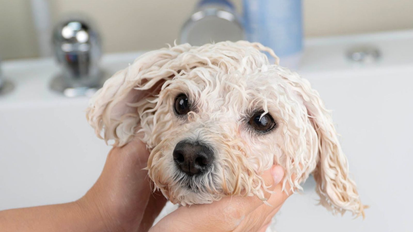 What’s on Their Fur Ends Up in Their Mouths: Why Gentle Pet Skincare Matters