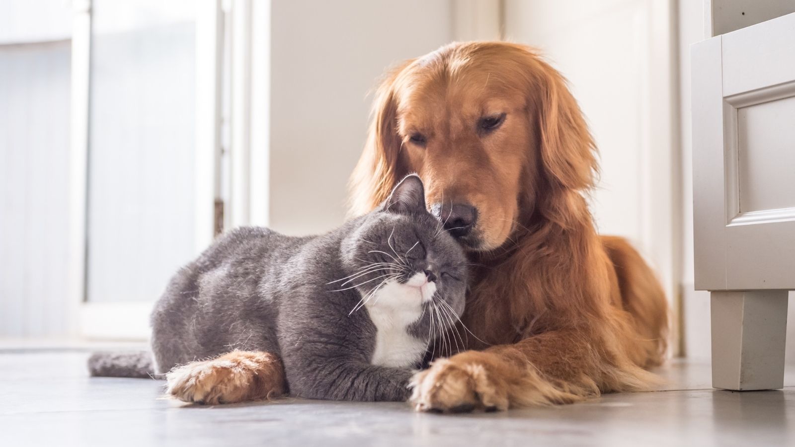 Can Dogs and Cats Use the Same Shampoo? What Makes a Gentle 2-in-1 Multi-Pet Formula