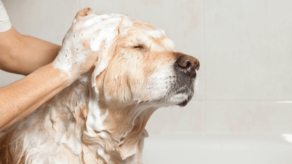 Why NOT to Use Human Shampoos on Your Dog