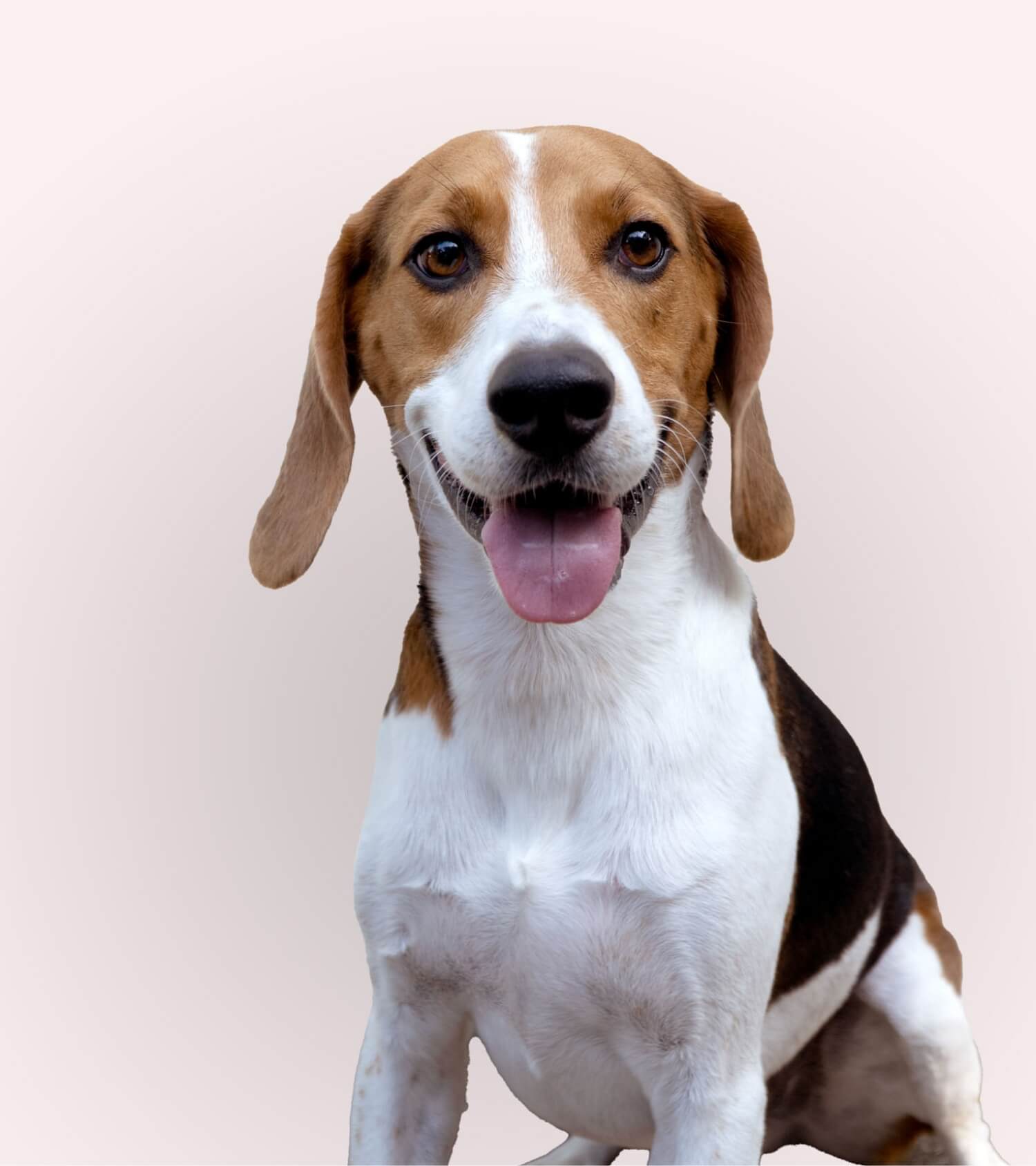 Beagle after using Plume dog grooming products