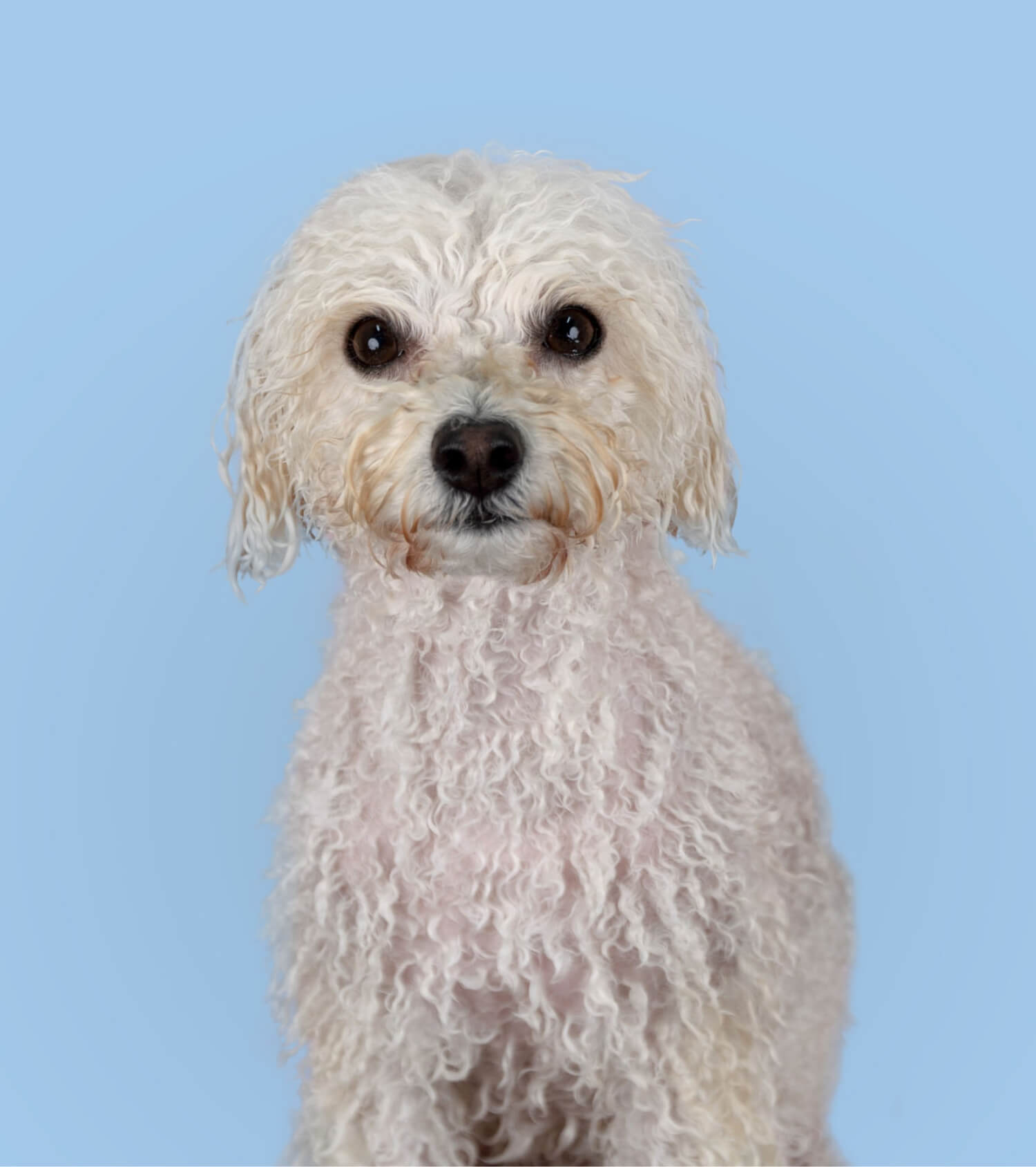 Small white dog before using Plume dog grooming products