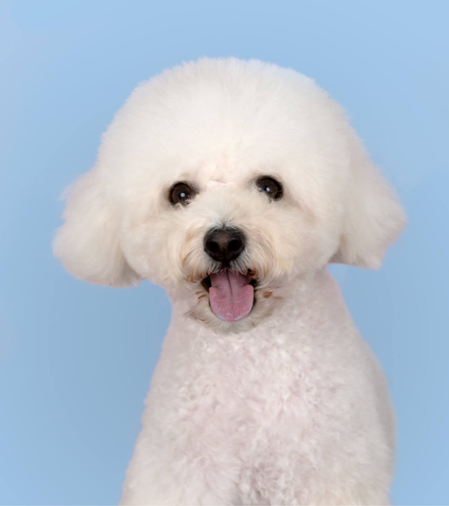 Small white dog after using Plume dog grooming products