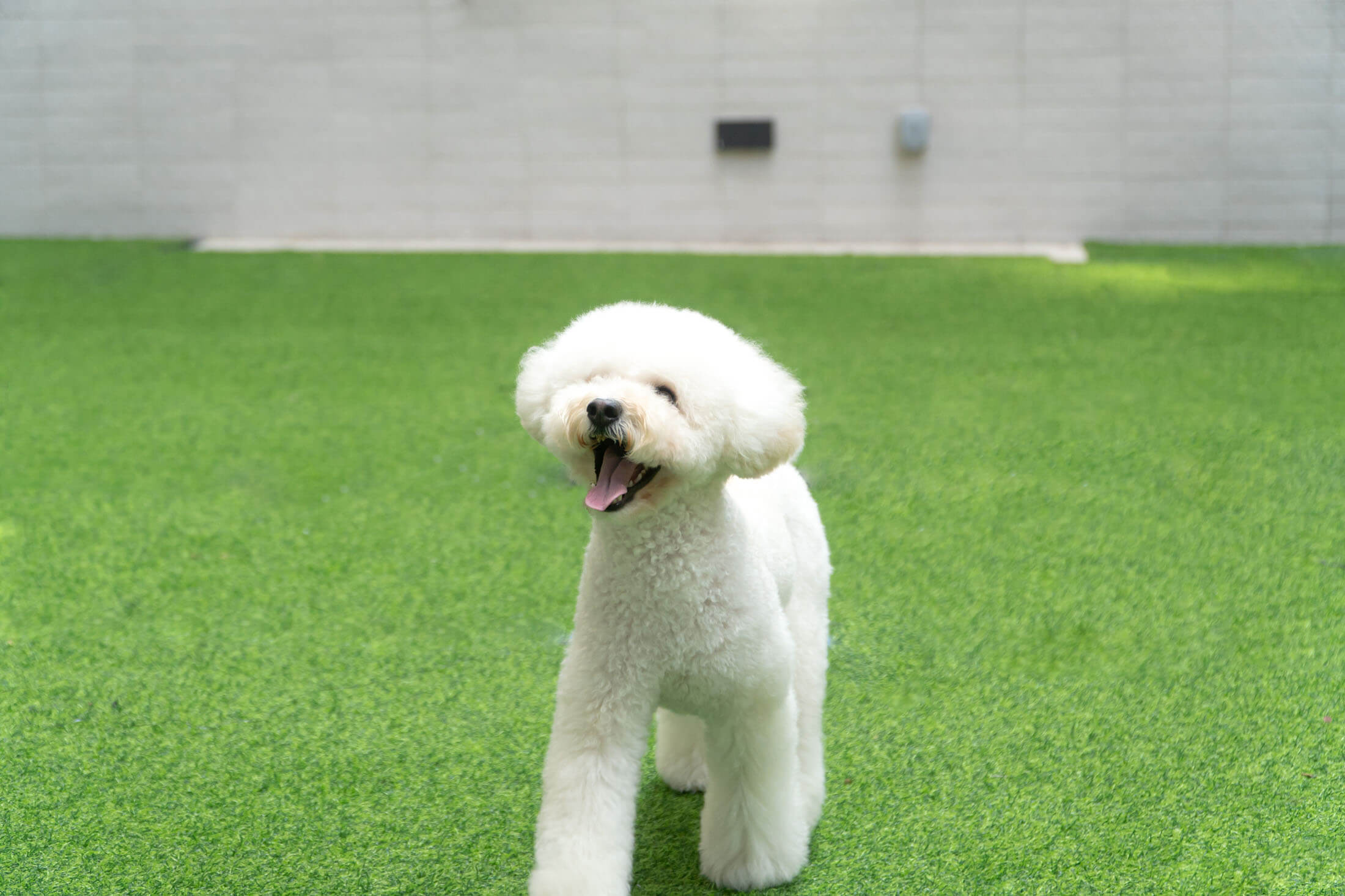 Clean fluffy dog on green grass